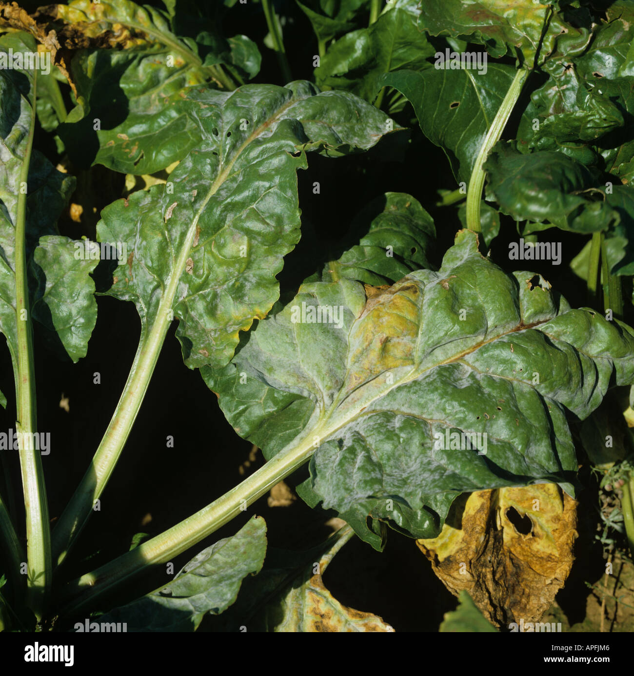 Powdery mildew Erysiphe betae infection on mature sugar beet leaves France Stock Photo