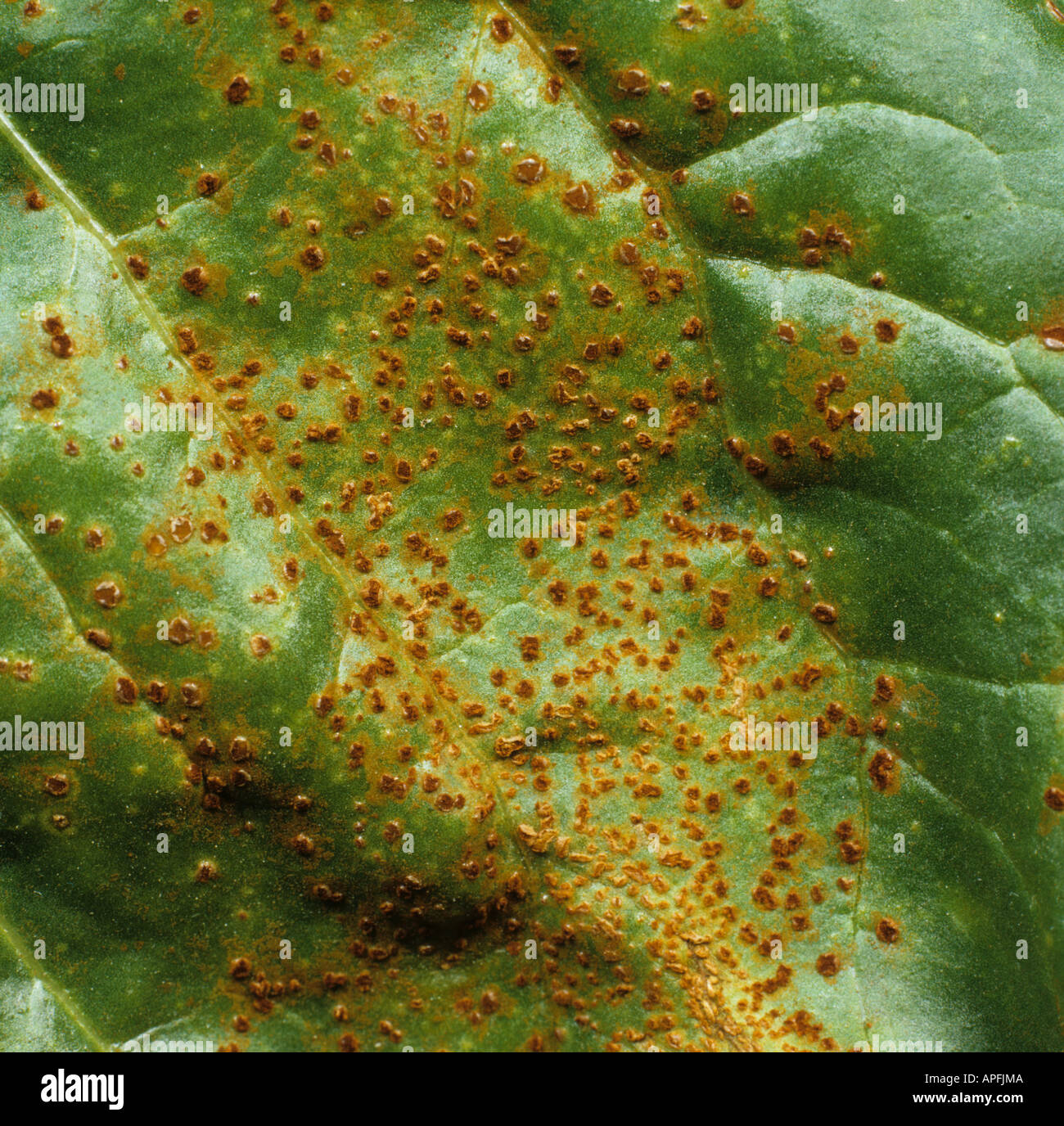 Sugar beet rust Uromyces betae pustules on sugat beet leaf underside France Stock Photo
