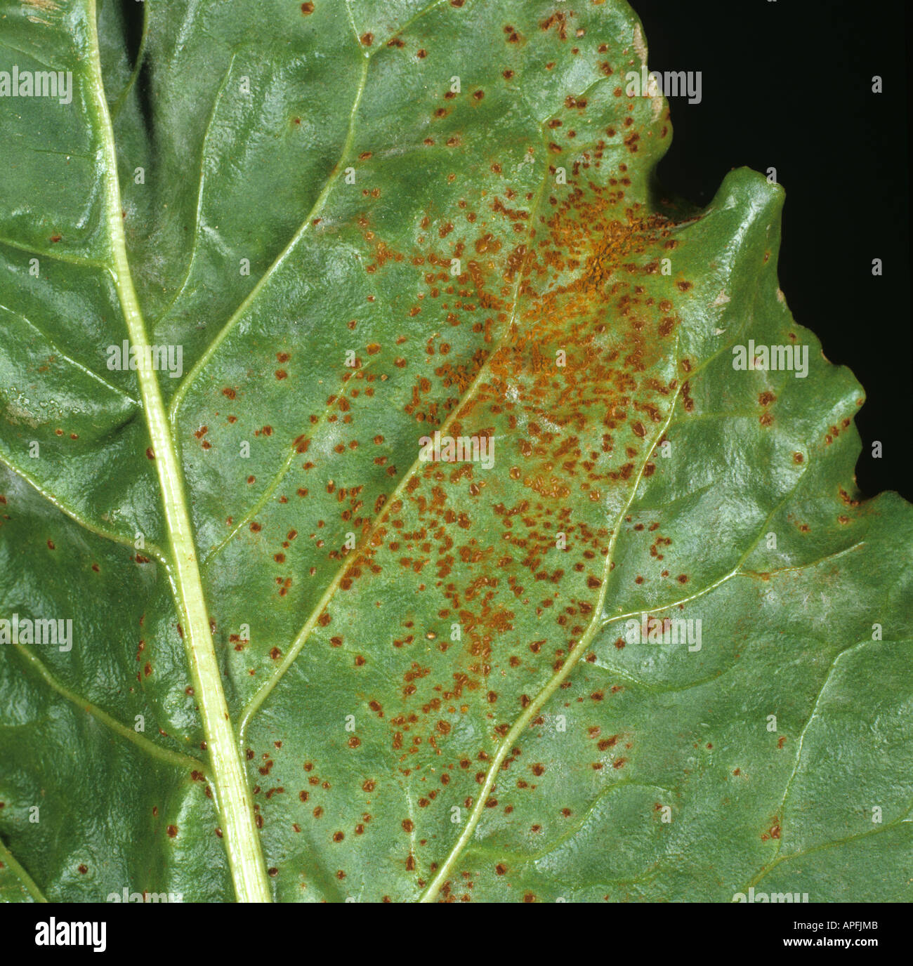 Sugar beet rust Uromyces betae pustules on sugat beet leaf underside France Stock Photo