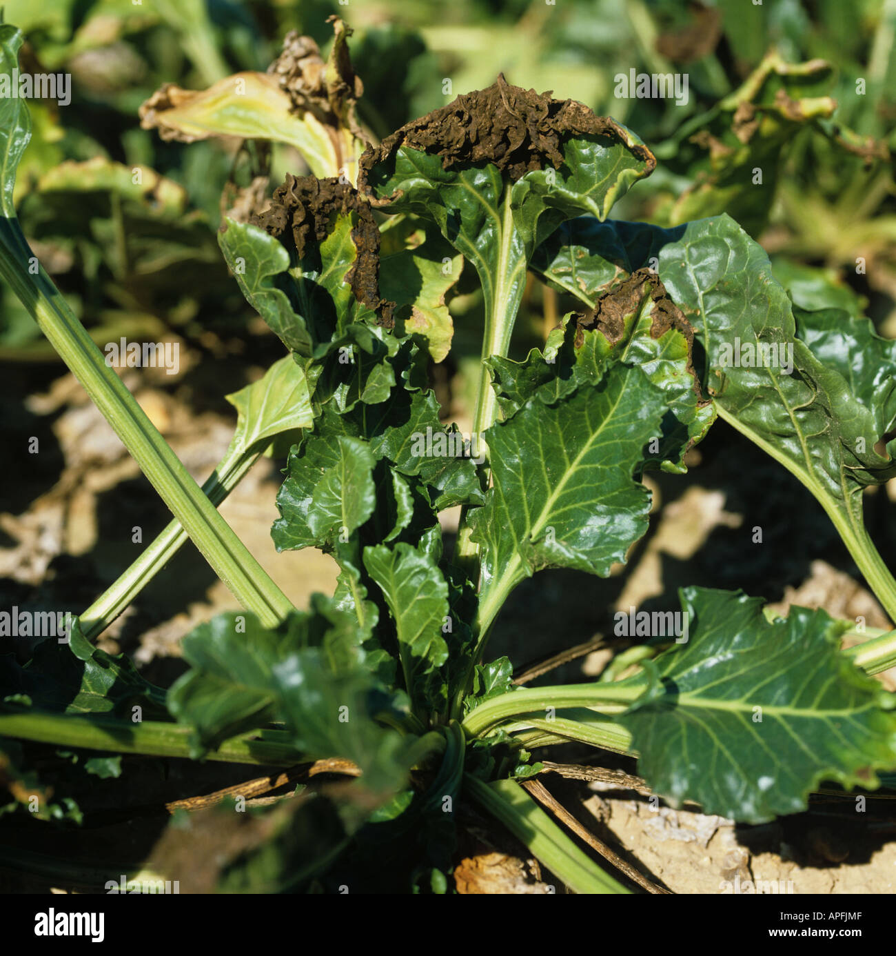 Alternaria leaf spot Alternaria tenuis lesions of weak pathogen on sugar beet leaf Stock Photo