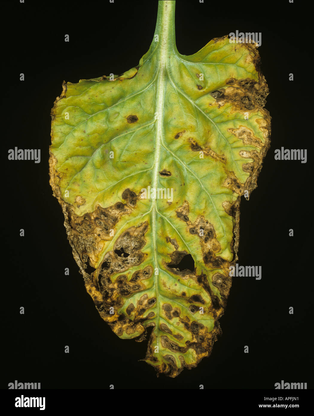 Alternaria leaf spot Alternaria tenuis lesions of weak pathogen on sugar beet leaf Stock Photo