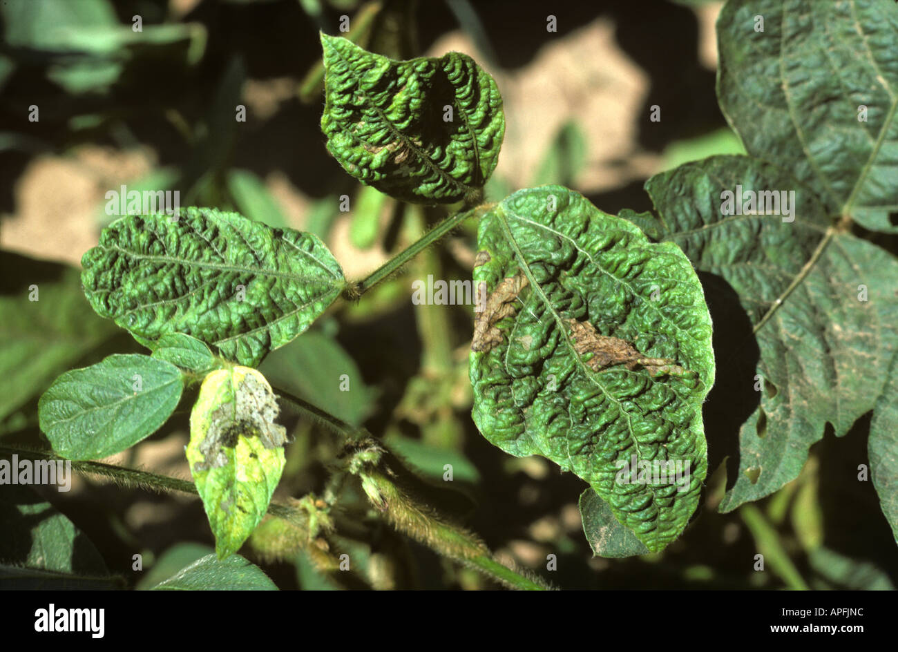 Distorted soybean leaves infected with soybean mosaic virus Stock Photo