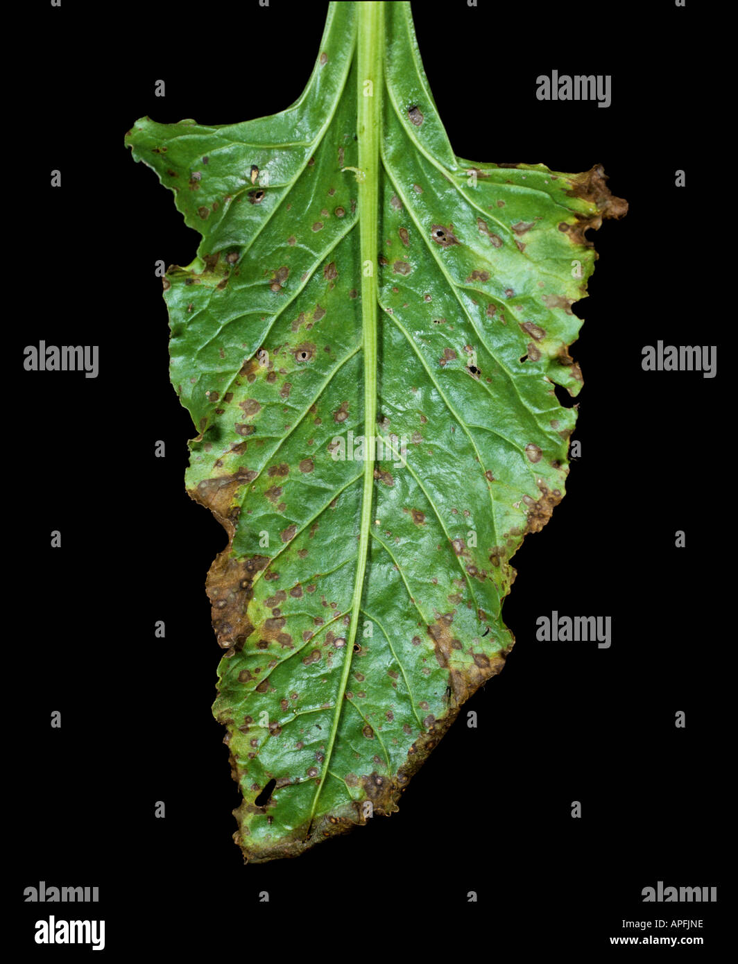 Leaf spot Cercospora beticola lesions on sugar beet leaf Stock Photo