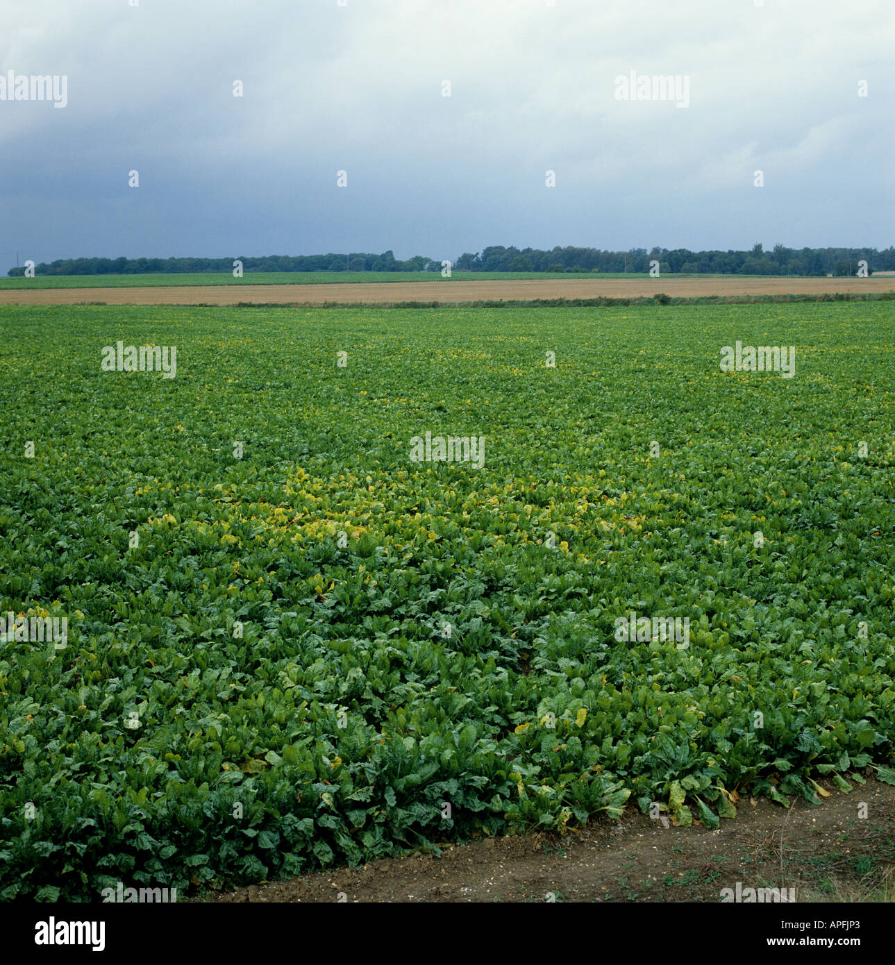 Sugar beet virus yellows foci of infection in a sugar beet crop Stock