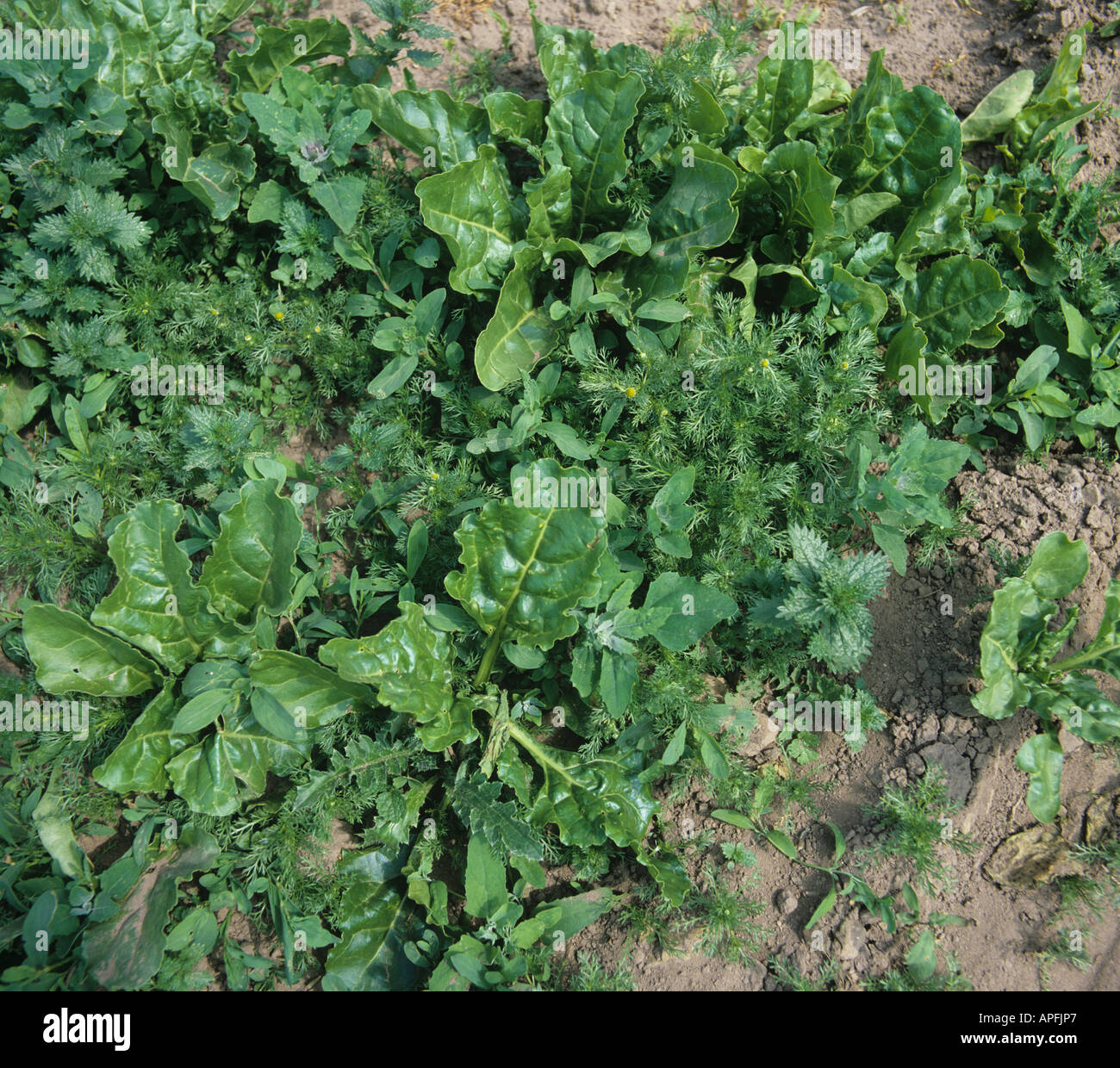 Severe infestation of broad leaved weeds in young sugar beet crop Stock Photo