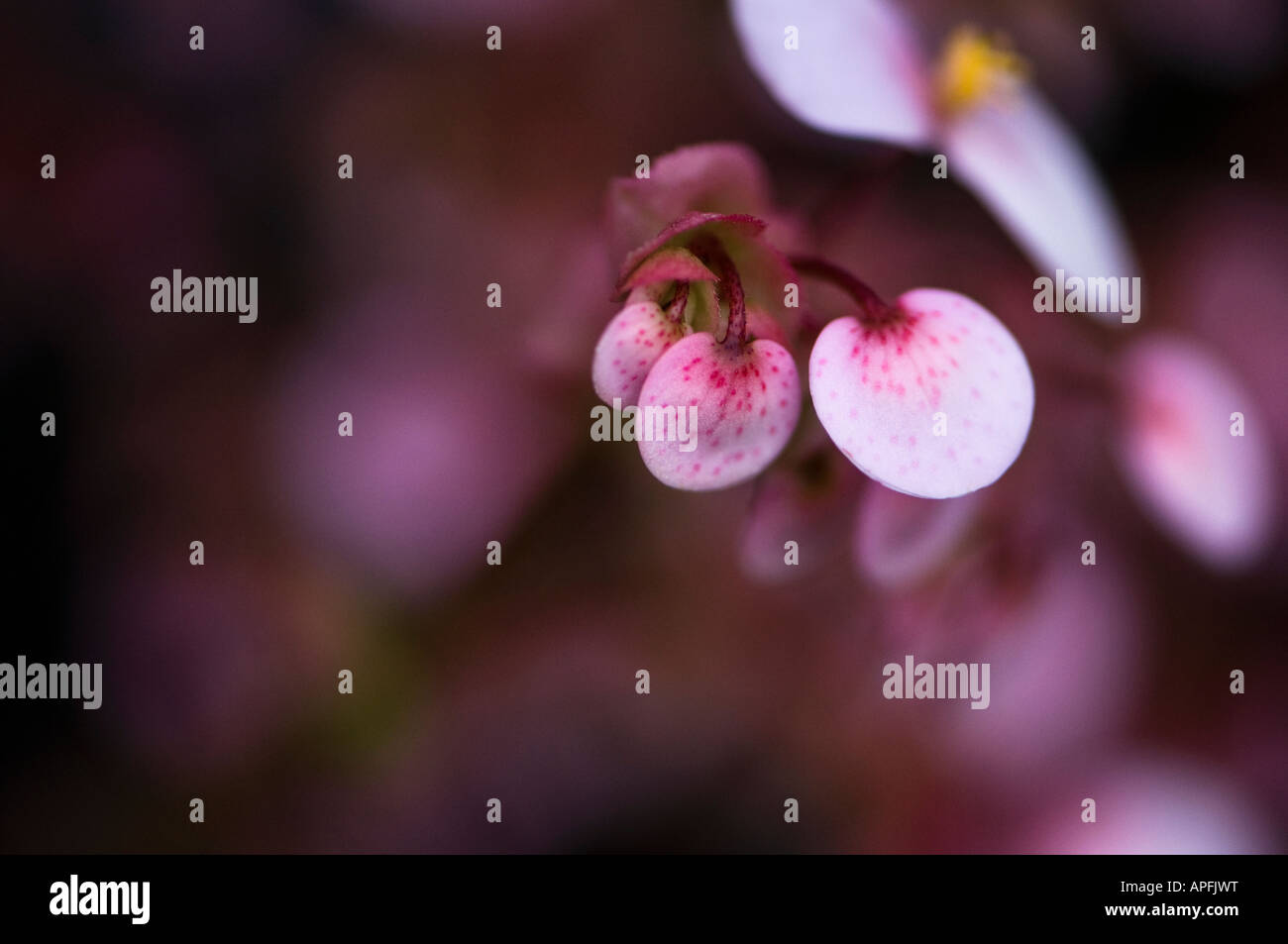 Rex begonia Stock Photo