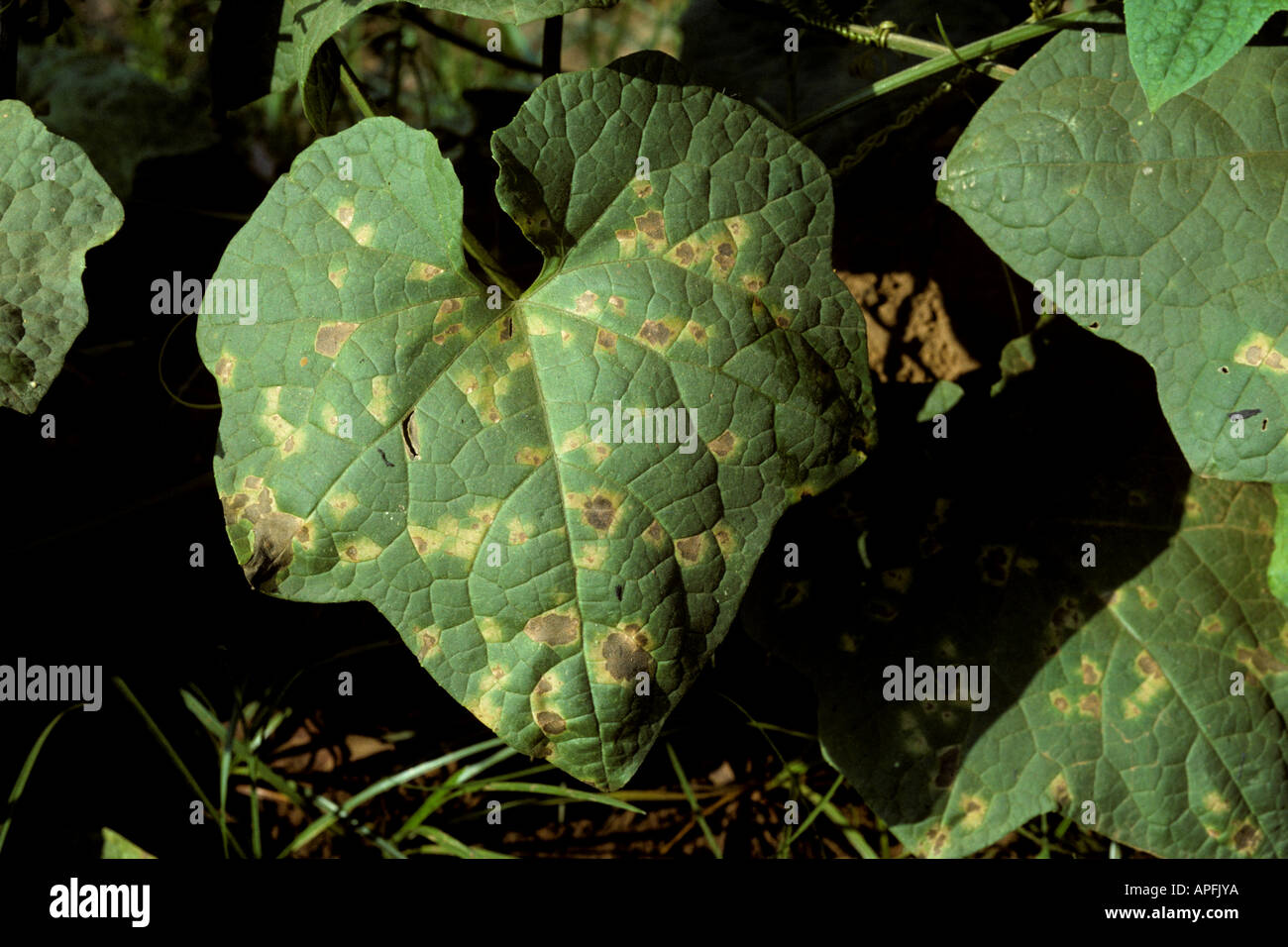 Downy mildew Pseudoperonospora cubensis symptoms on squash leaves Thailand Stock Photo