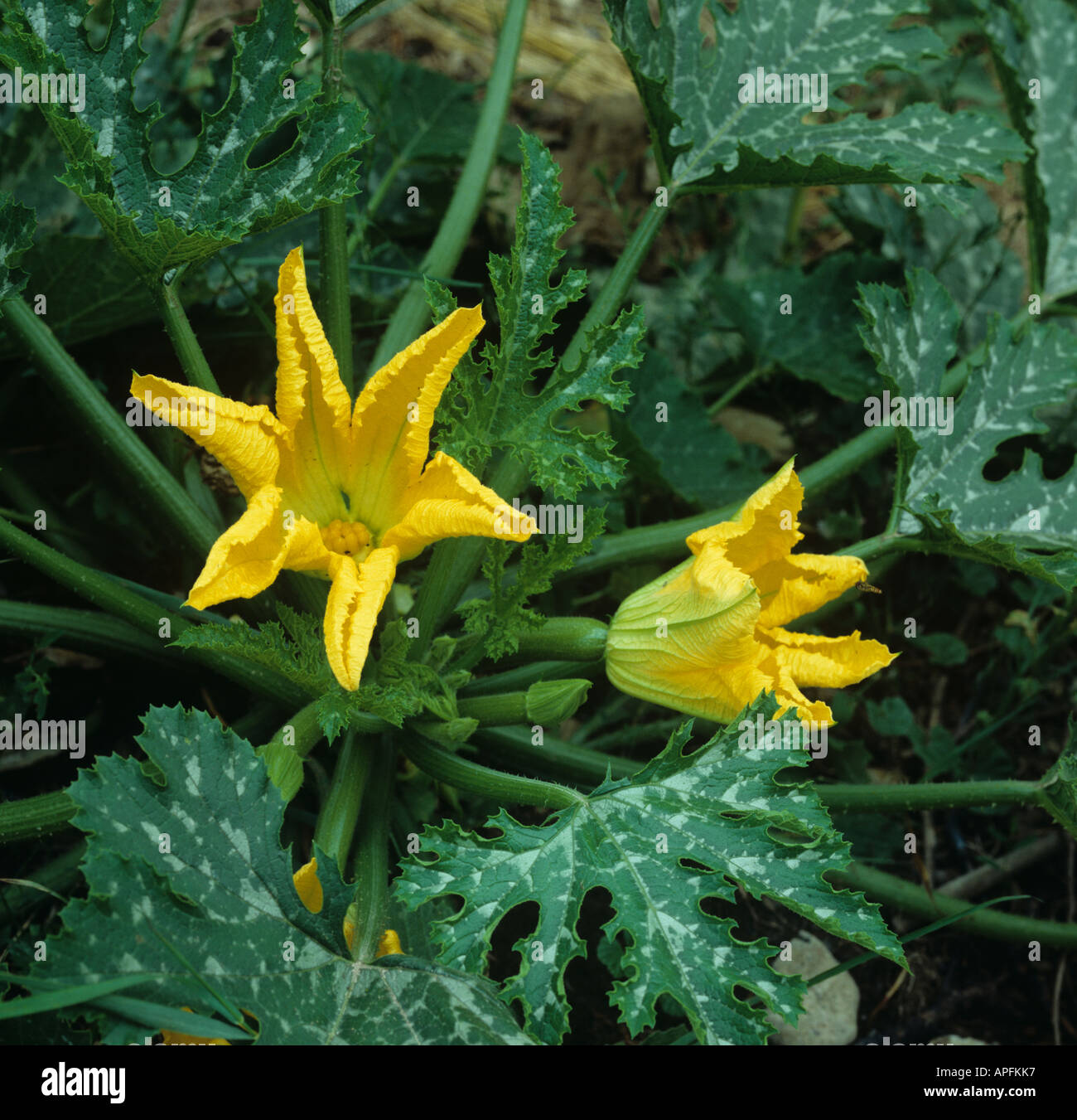 Flowers on a courgette plant Devon Stock Photo Alamy