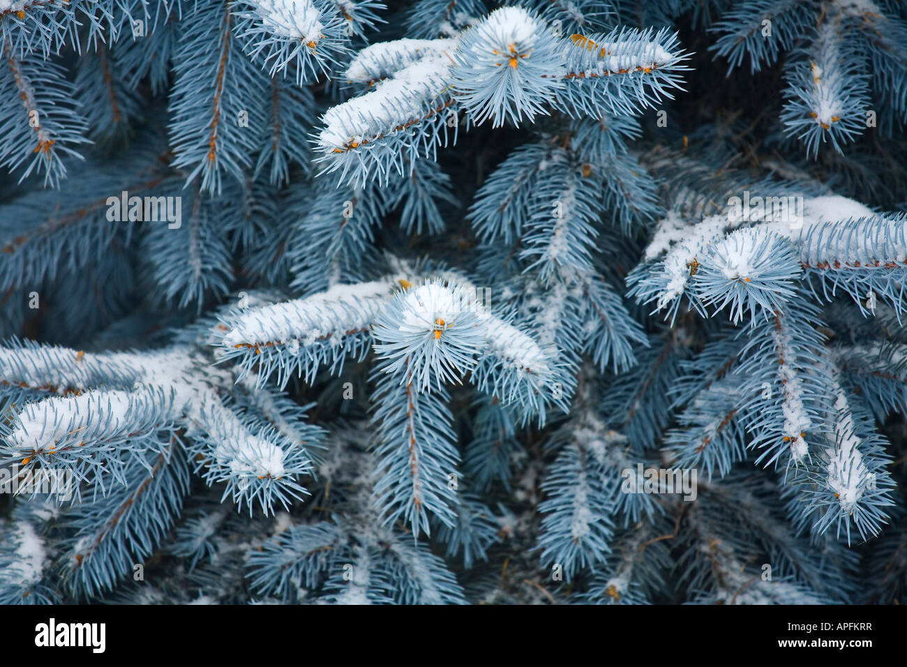 Blue Spruce branches covered in snow Stock Photo