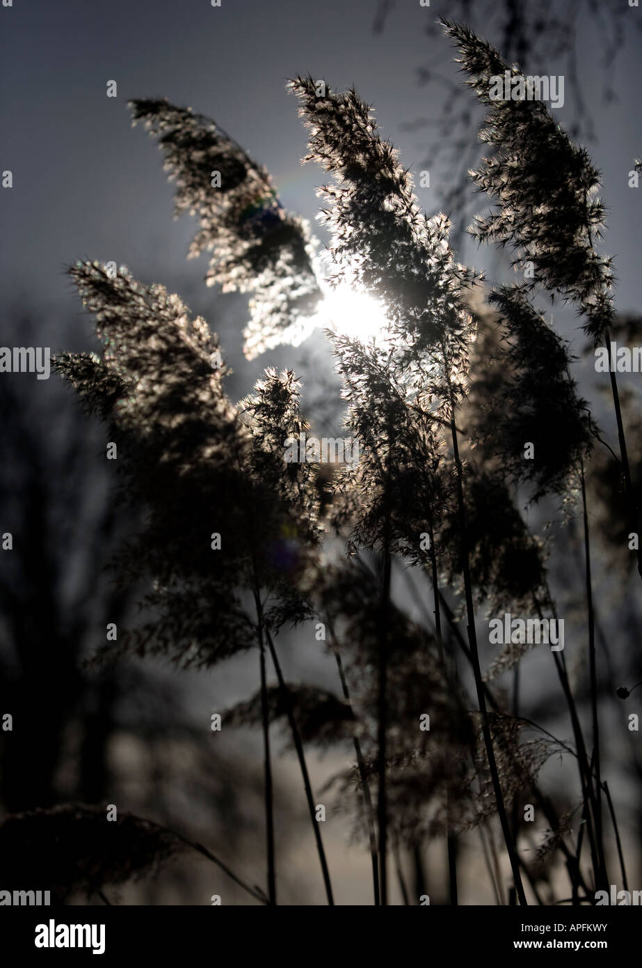 Reeds flowers hires stock photography and images Alamy