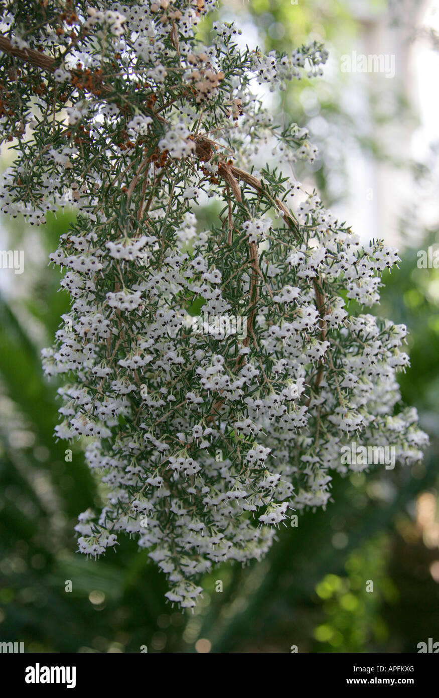 Christmas Bells Heather, Christmas Heather or BlackEyed Heather, Erica