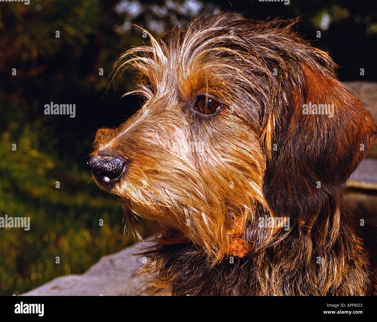 dog kennel portrait of a Dachshund sausage dog Stock Photo Alamy