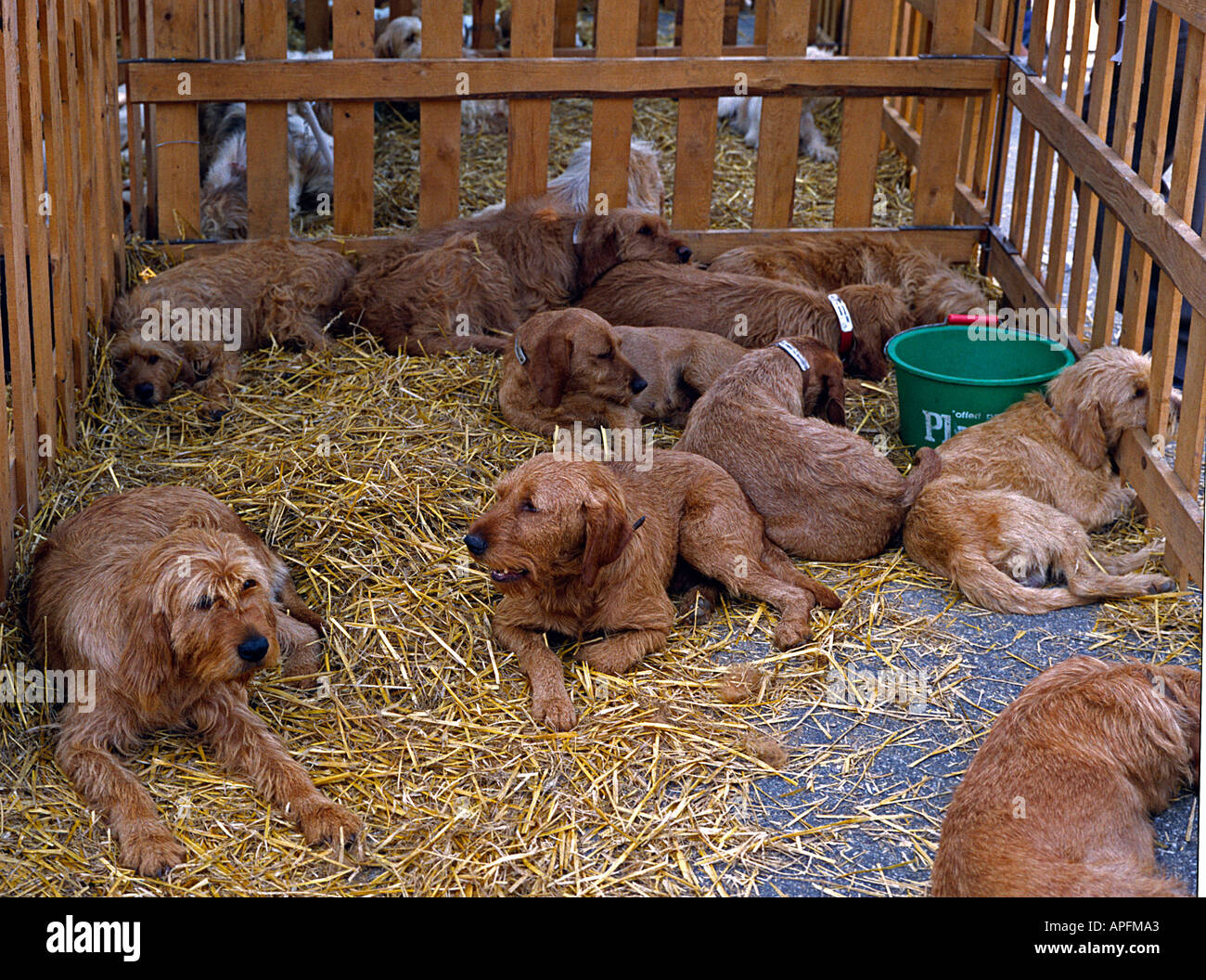 hunting dogs kennel Griffon Fauve de Bretagne behind a fence for sale on a dog market in southern France in the town Caussade Stock Photo