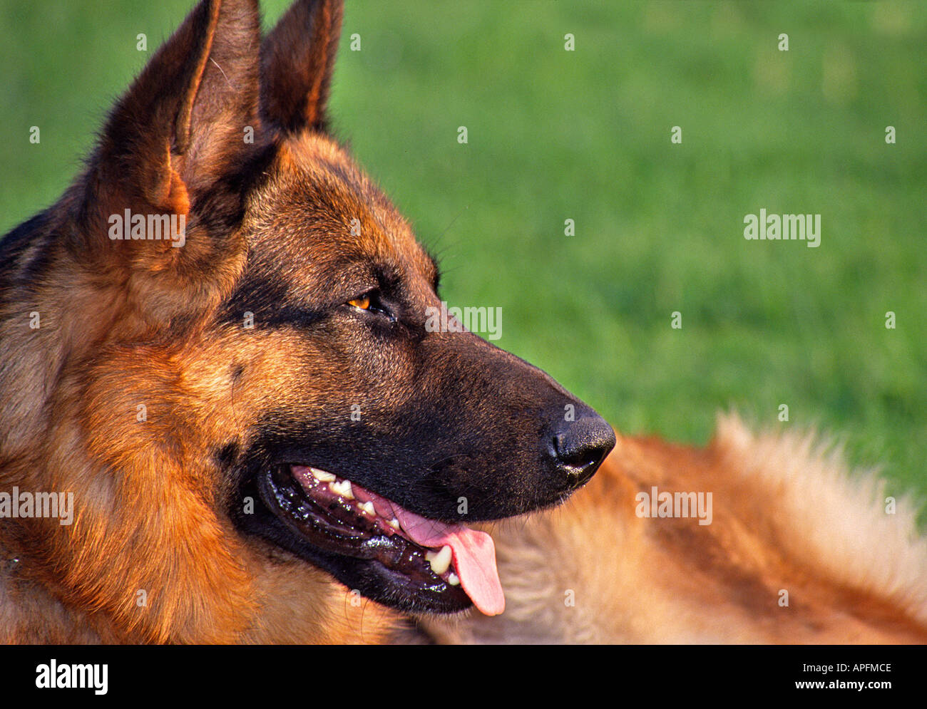 dog kennel portrait of a German Shepperd side view of head on green gras Stock Photo