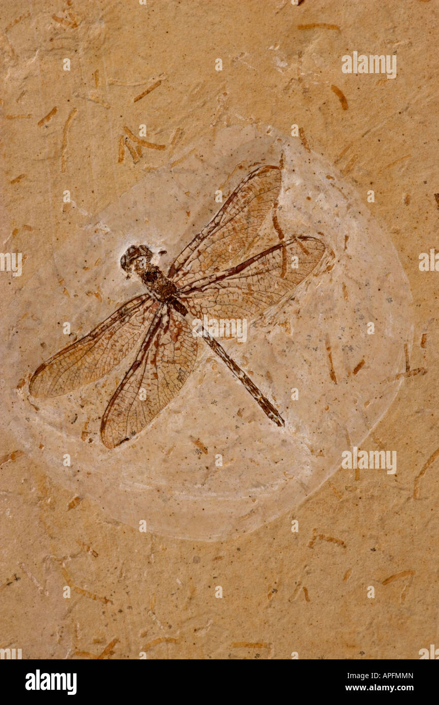 Dragonfly Fossil Ceara Brazil from Santana Formation Lower