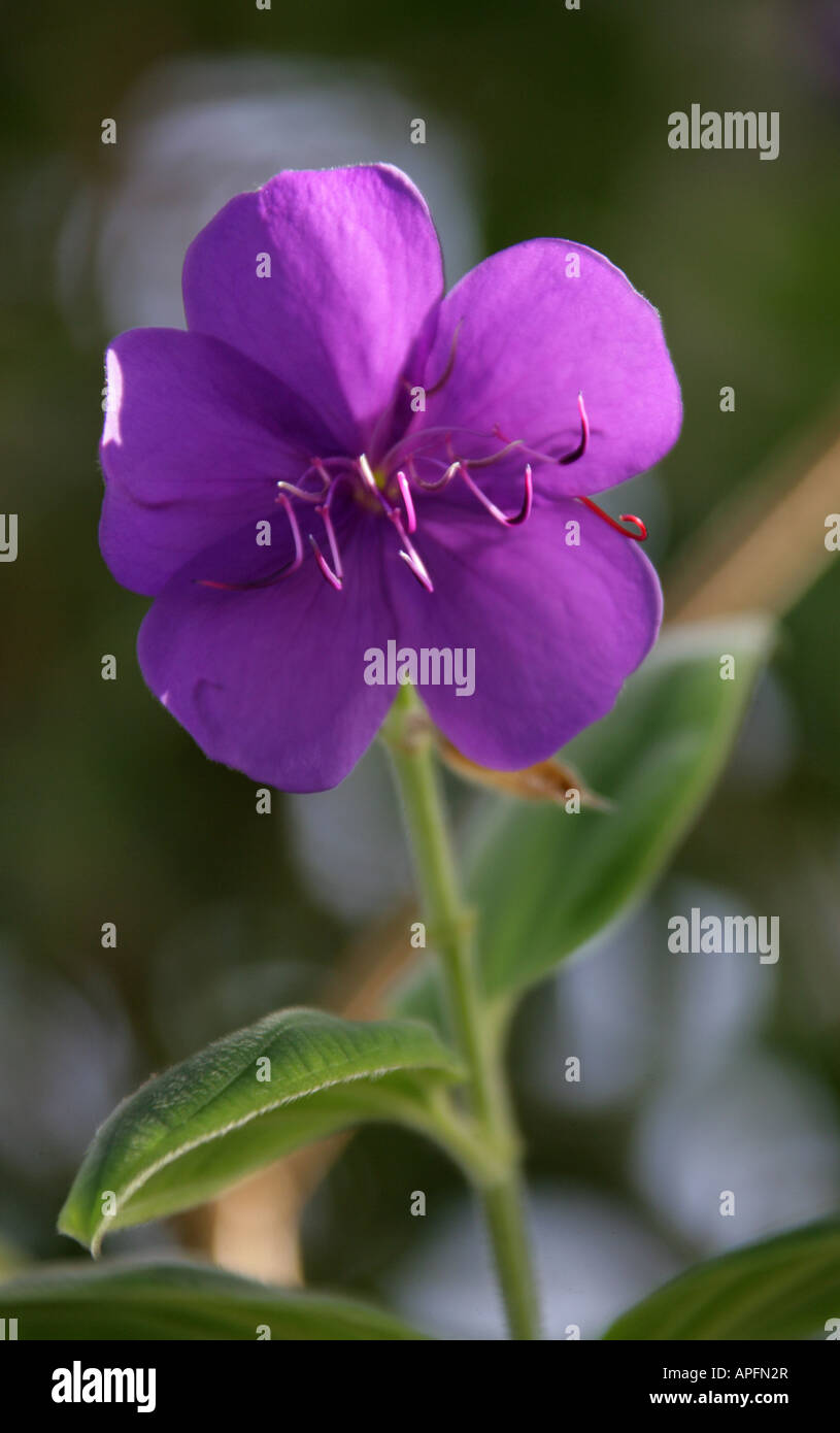 Glory Bush, Tibouchina urvilleana, Melastomataceae Stock Photo