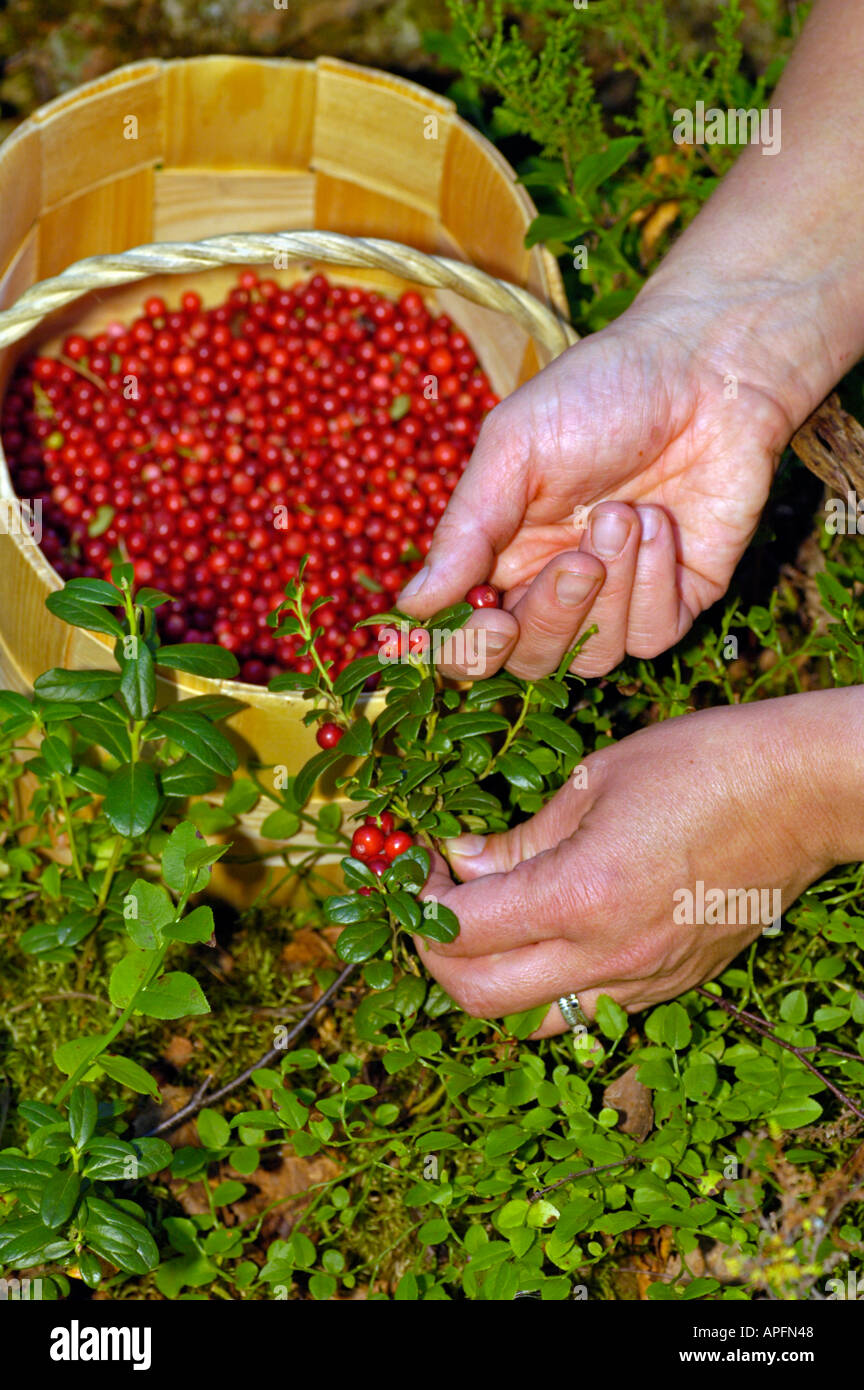 MR picking ripe cranberries Vaccinium vitis idaea Stock Photo
