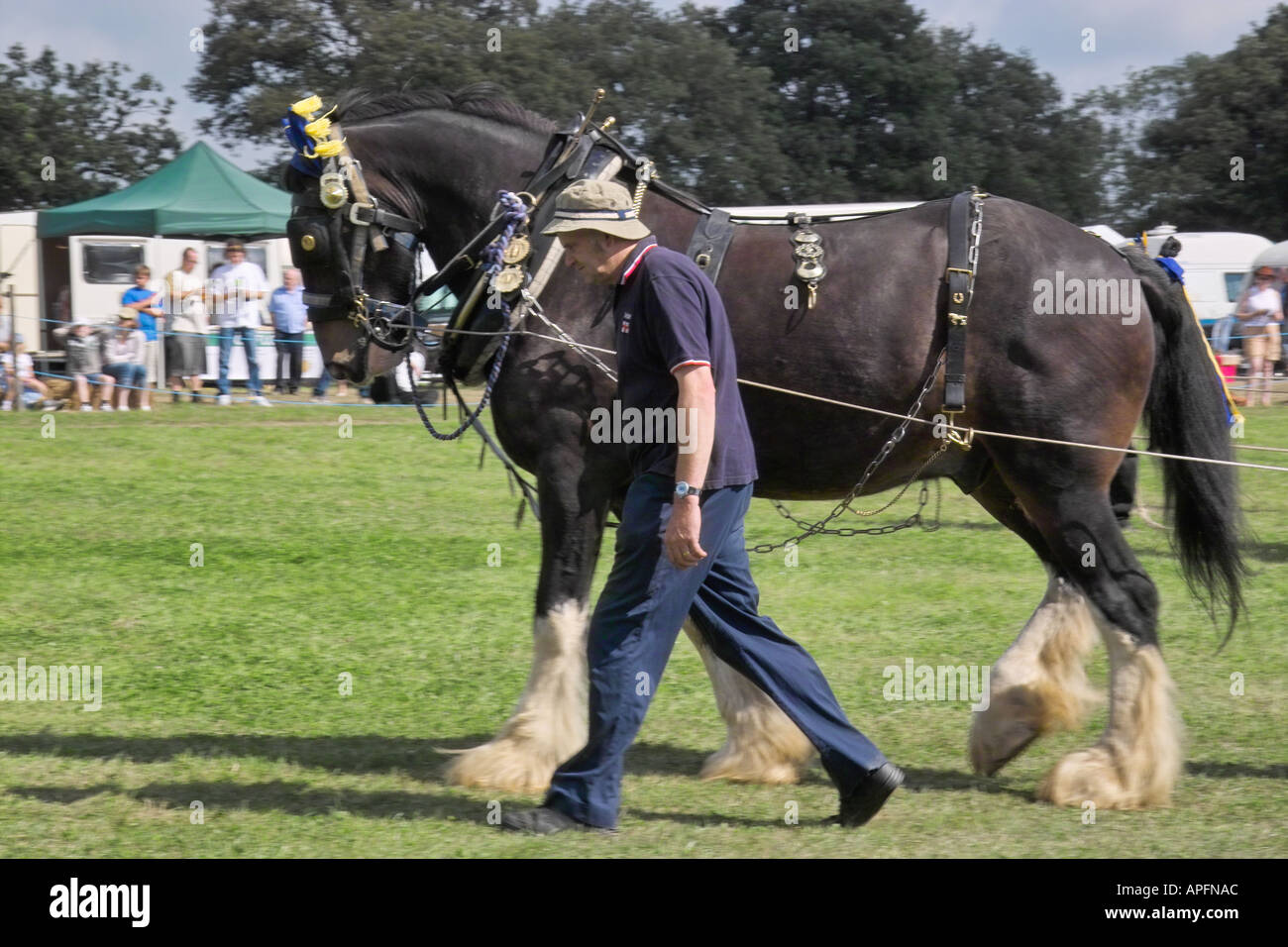 Draught horse farm harness hi-res stock photography and images - Alamy