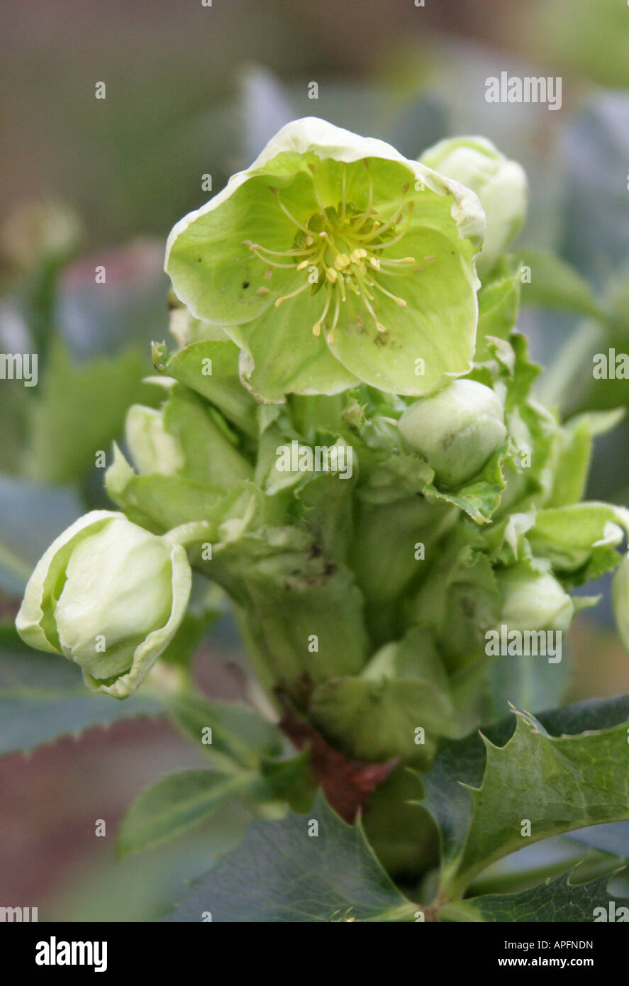 Corsican Hellebore aka Corsican Rose, Helleborus argutifolius, Ranunculaceae. Corsica and Sardinia Stock Photo