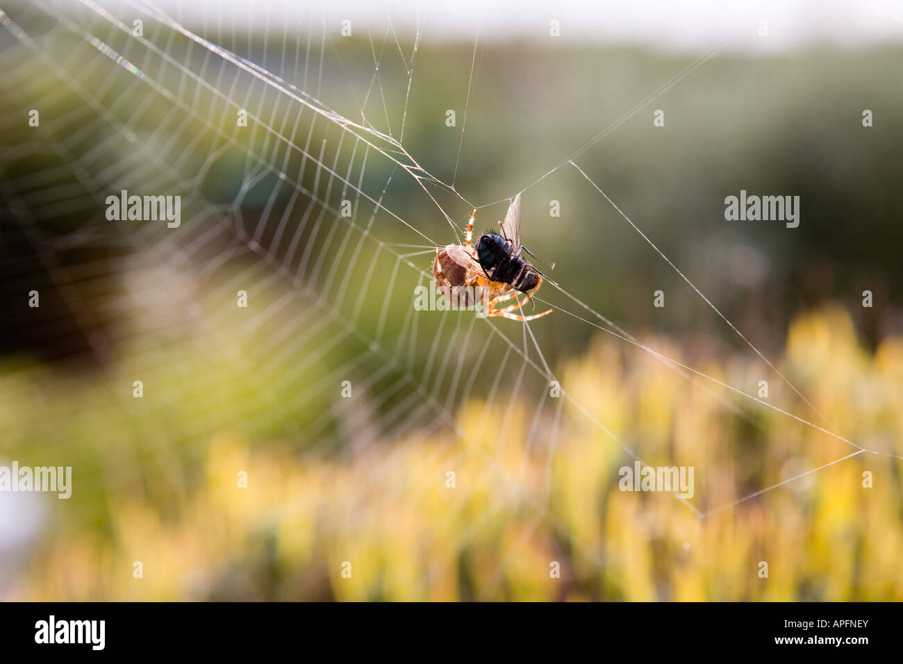 A spider eats a fly that was caught in its web Stock Photo - Alamy
