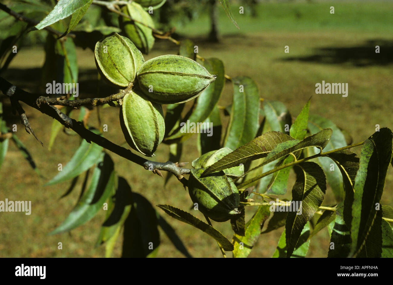 Mature pecan nut fruit on the tree Mississipi USA Stock Photo