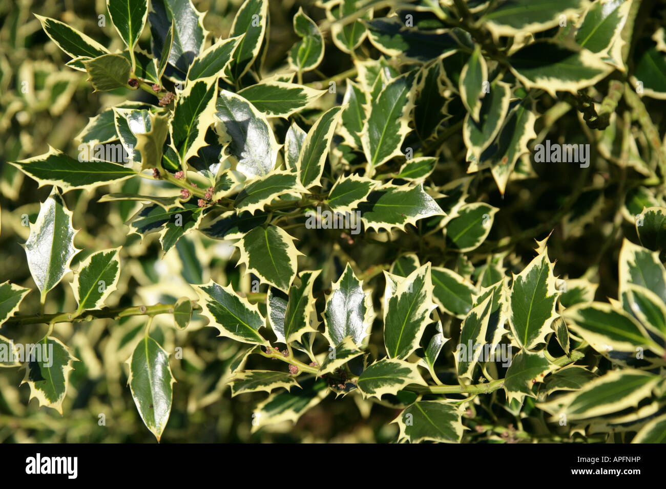 Variegated Holly Ilex aquifolium Aquifoliaceae Stock Photo