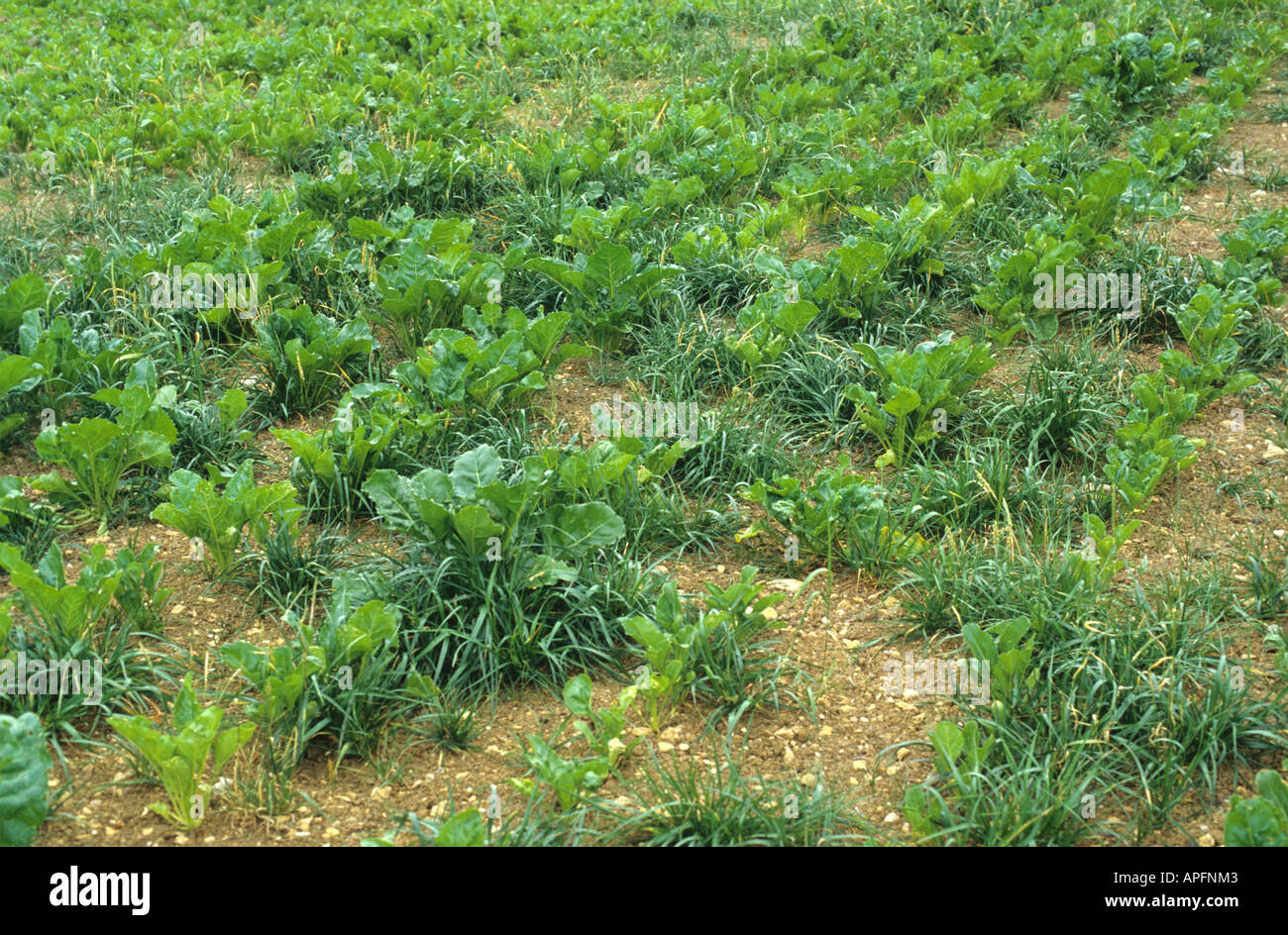 Perennial ryegrass Lolium perenne in a young sugar beet crop planted after a grass ley Stock Photo