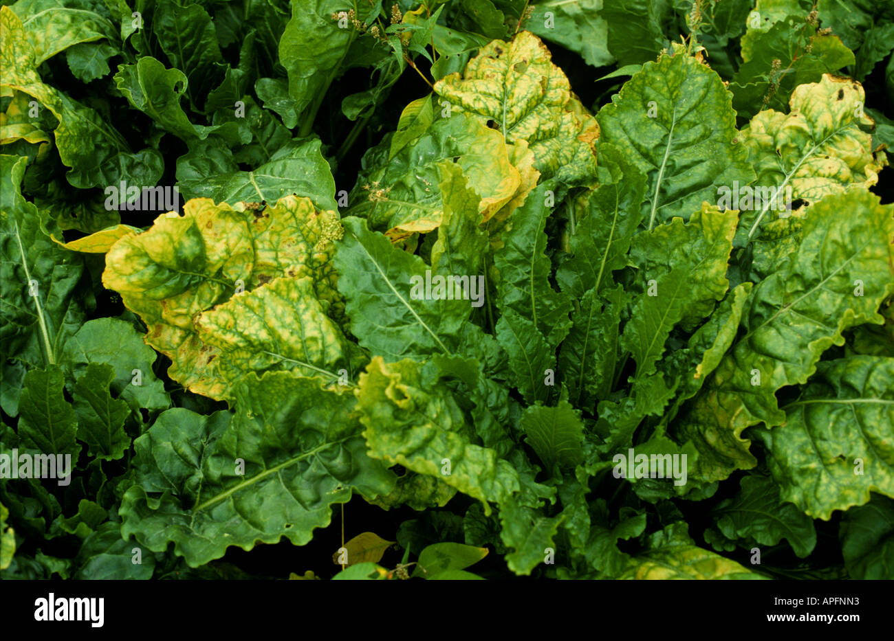 Sugar beet virus yellows SBVY infection on mature sugar beet plant Stock Photo