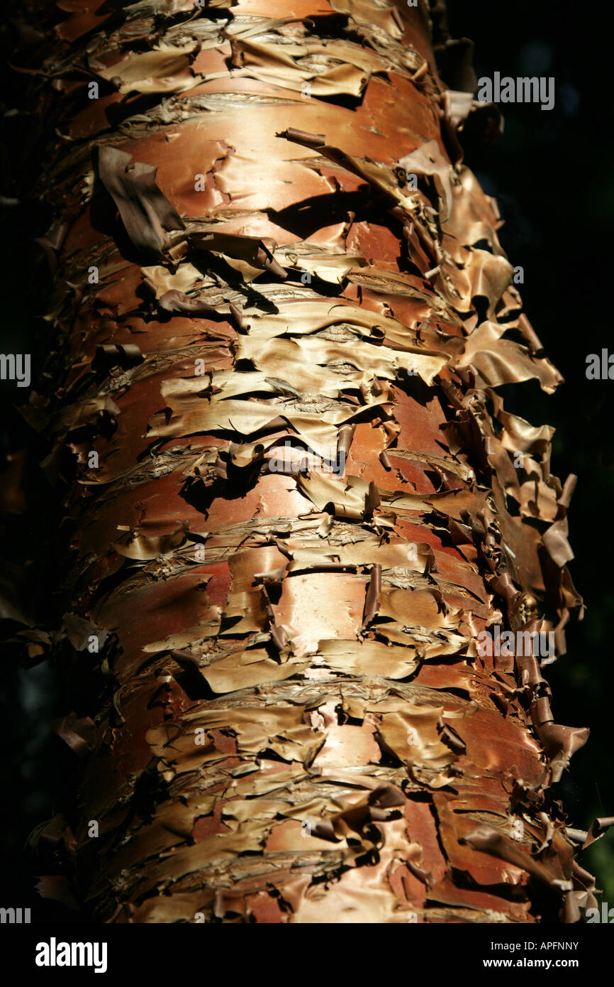 Peeling Bark of the Moreton Bay Pine or Hoop Pine, Araucaria cunninghamii, Araucariaceae.  Queensland, Australia. Stock Photo