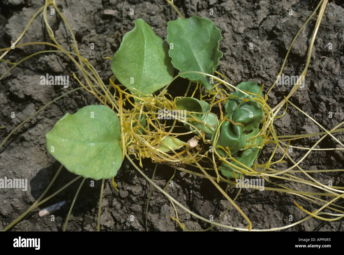 Dodder or strangleweed Cuscuta epithymum parasitic weed on seedling sugar beet Greece Stock Photo
