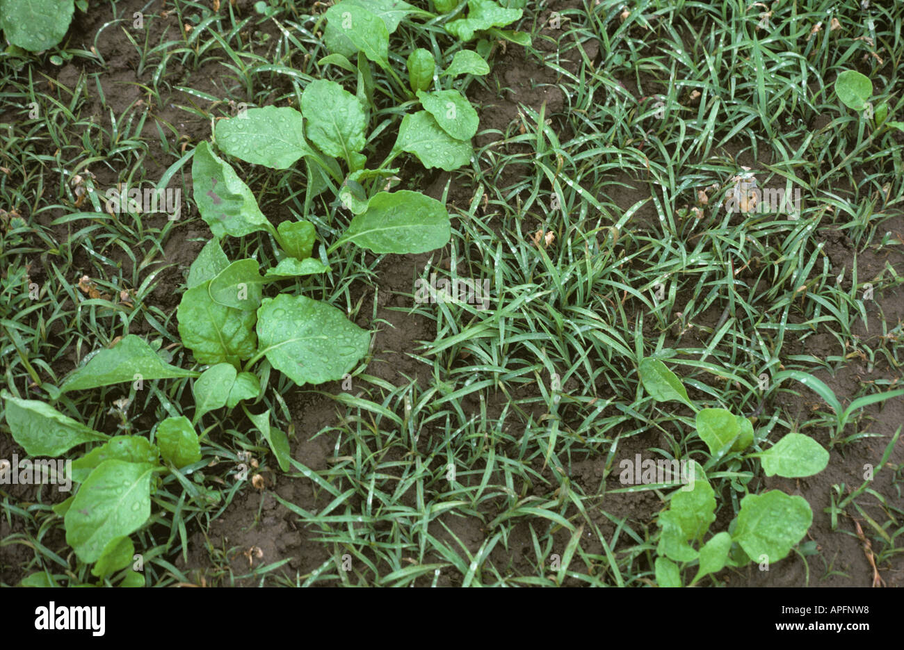 Crabgrass Digitaria sanguinalis seedlings in seedling sugar beet crop Greece Stock Photo