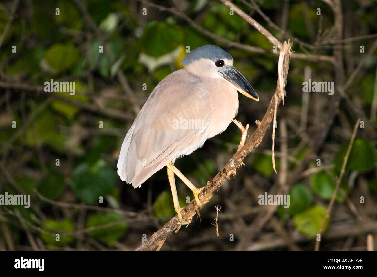 Boat billed Heron Cochlearius cochlerius San Blas Nayarit Mexico 20 January Adult Ardeidae Stock Photo
