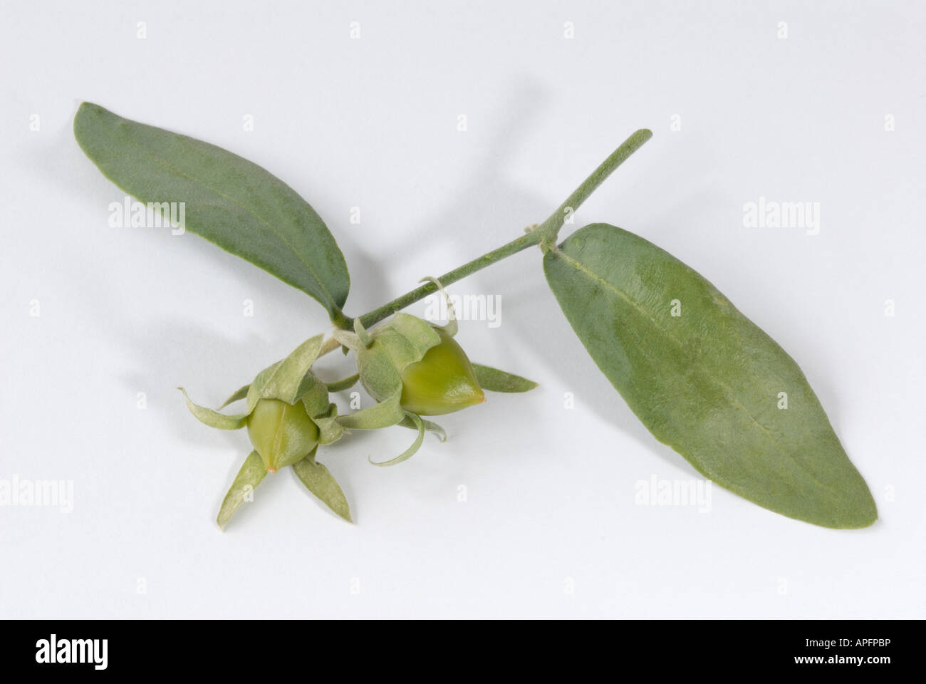 Jojoba, Bucknut, Goat Nut (Simmondsia chinensis). Seeds yield oil which is used in place of sperm whale oil and in cosmetics Stock Photo