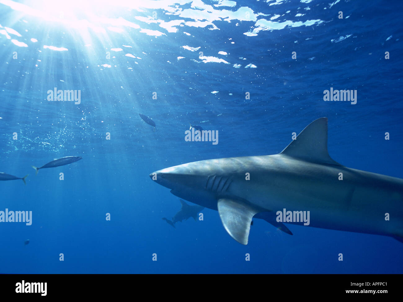 Shark in sunlight, underwater, Hawaii Stock Photo - Alamy