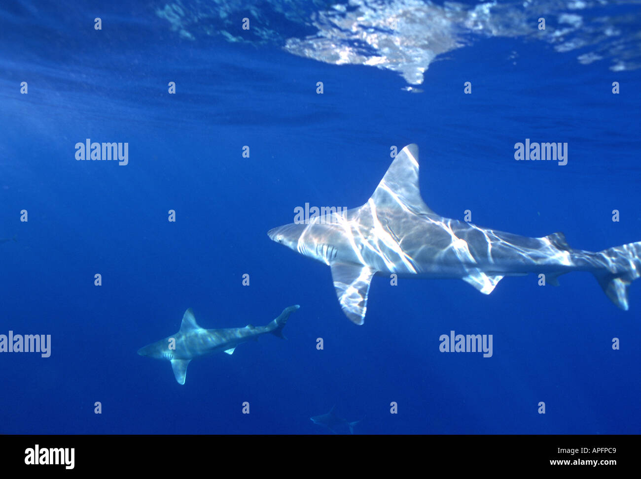Shark in sunlight, underwater, Hawaii Stock Photo - Alamy