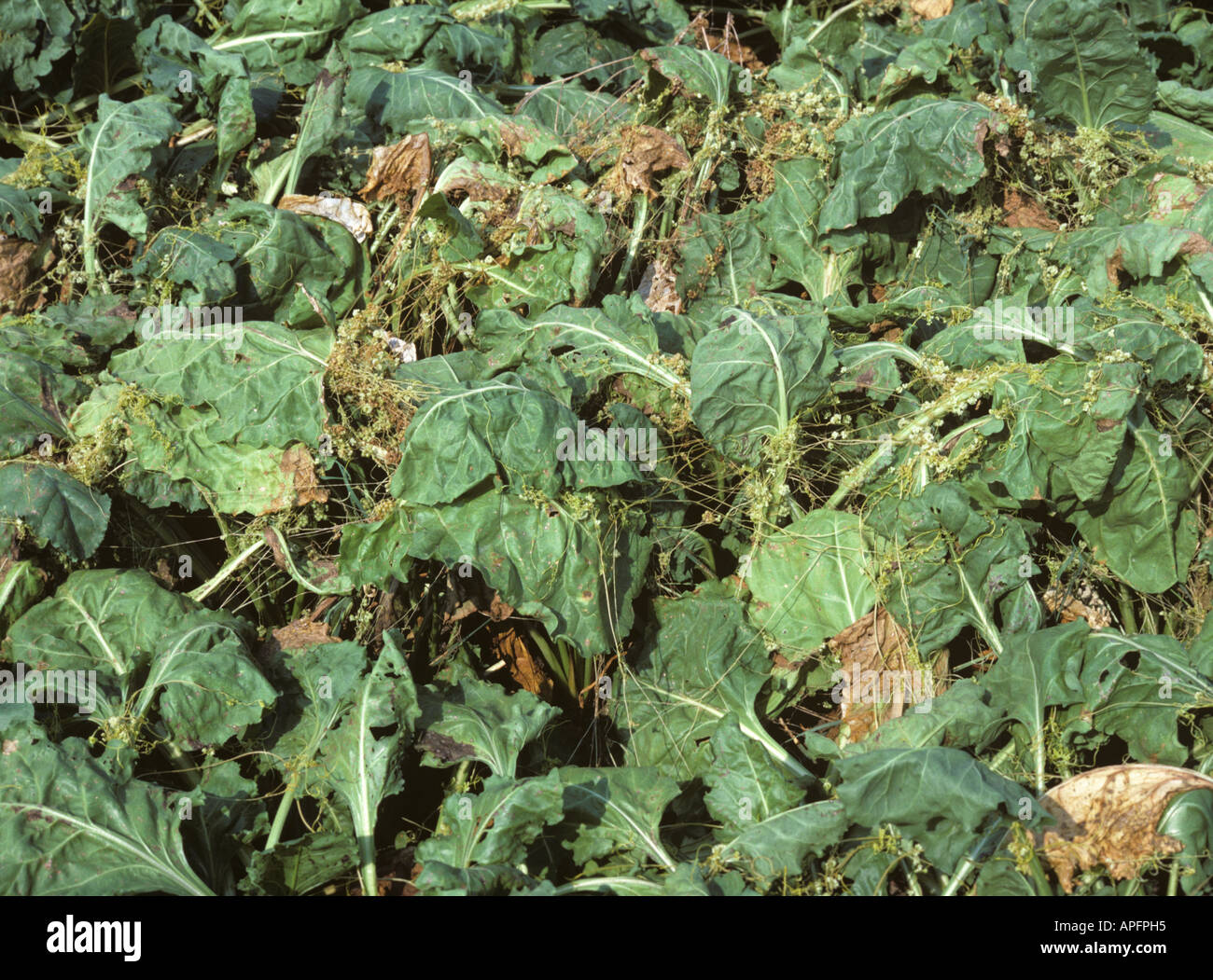 Dodder or strangleweed Cuscuta epithymum parasitic weed on mature sugar beet Greece Stock Photo