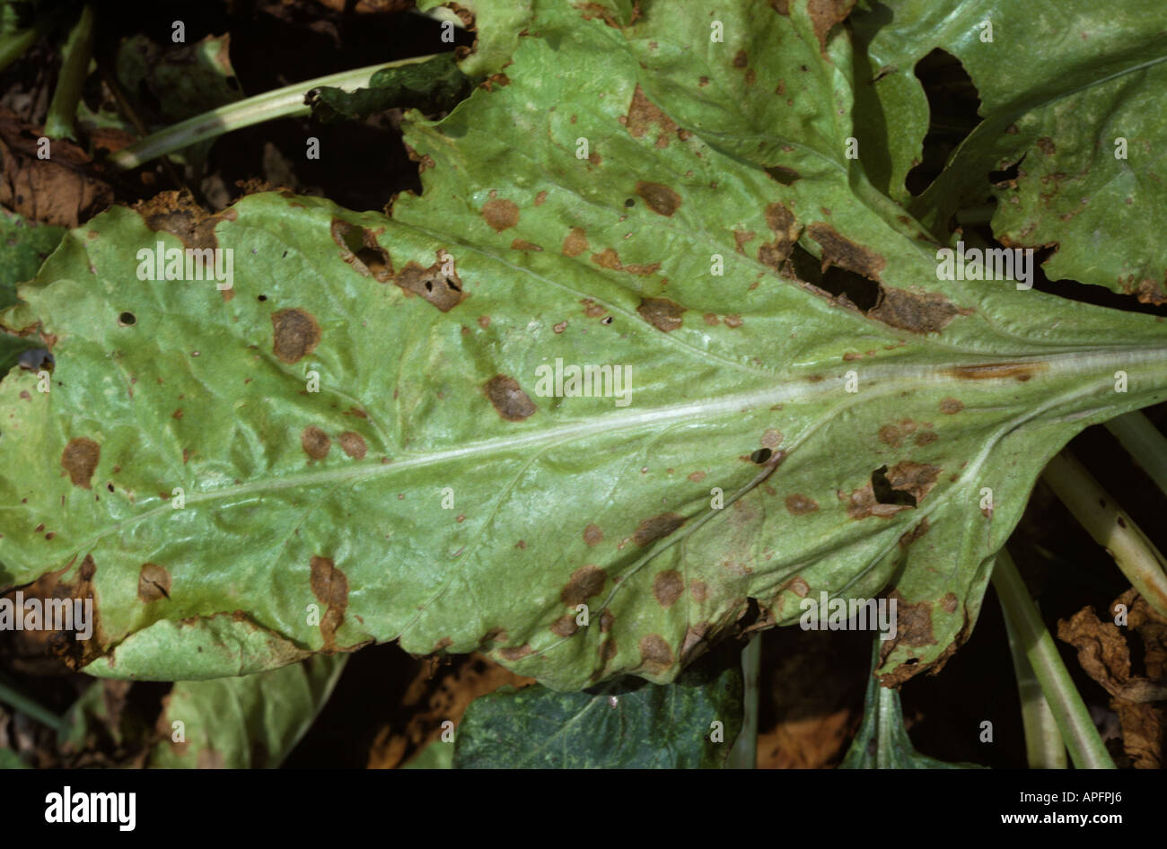 Phoma leaf spot Phoma betae infection on sugar beet leaf Greece Stock Photo