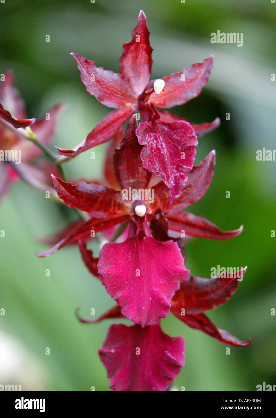 Hybrid Orchid Colmanara Cultivar Orchidaceae Stock Photo