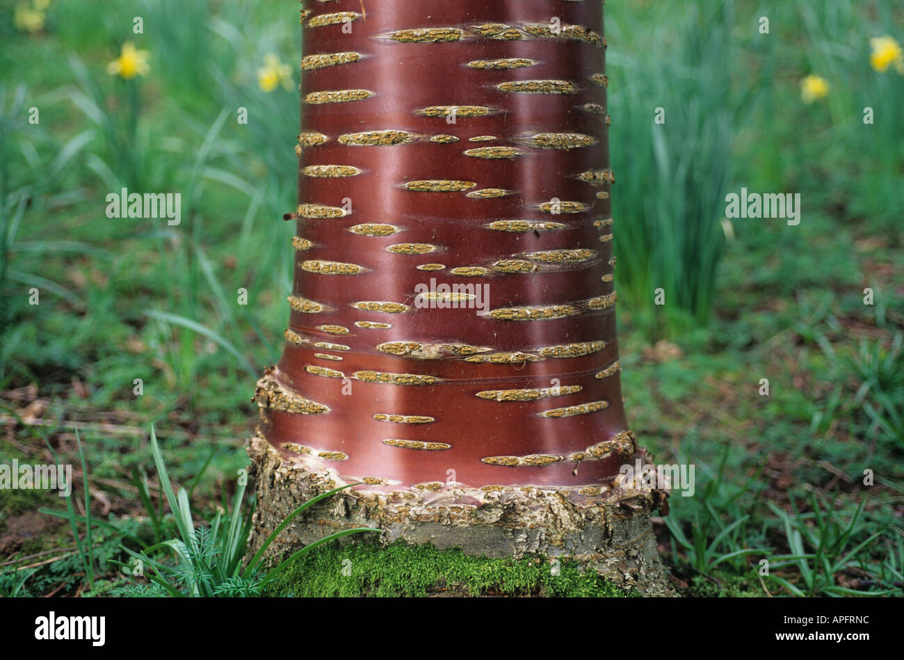Close up of the attractive bark of an ornamental cherry tree Prunus serrula Stock Photo