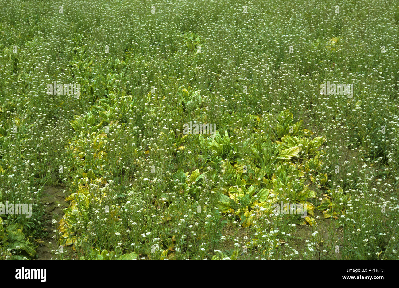 Shepherds purse Capsella bursa pastoris flowering in severely weakened sugar beet crop Stock Photo