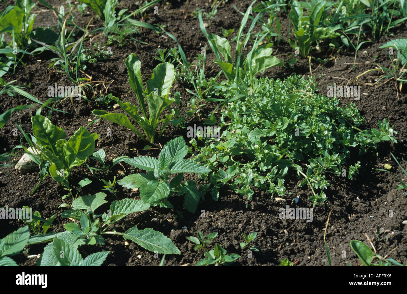 Various arable annual weeds in young sugar beet crop Stock Photo