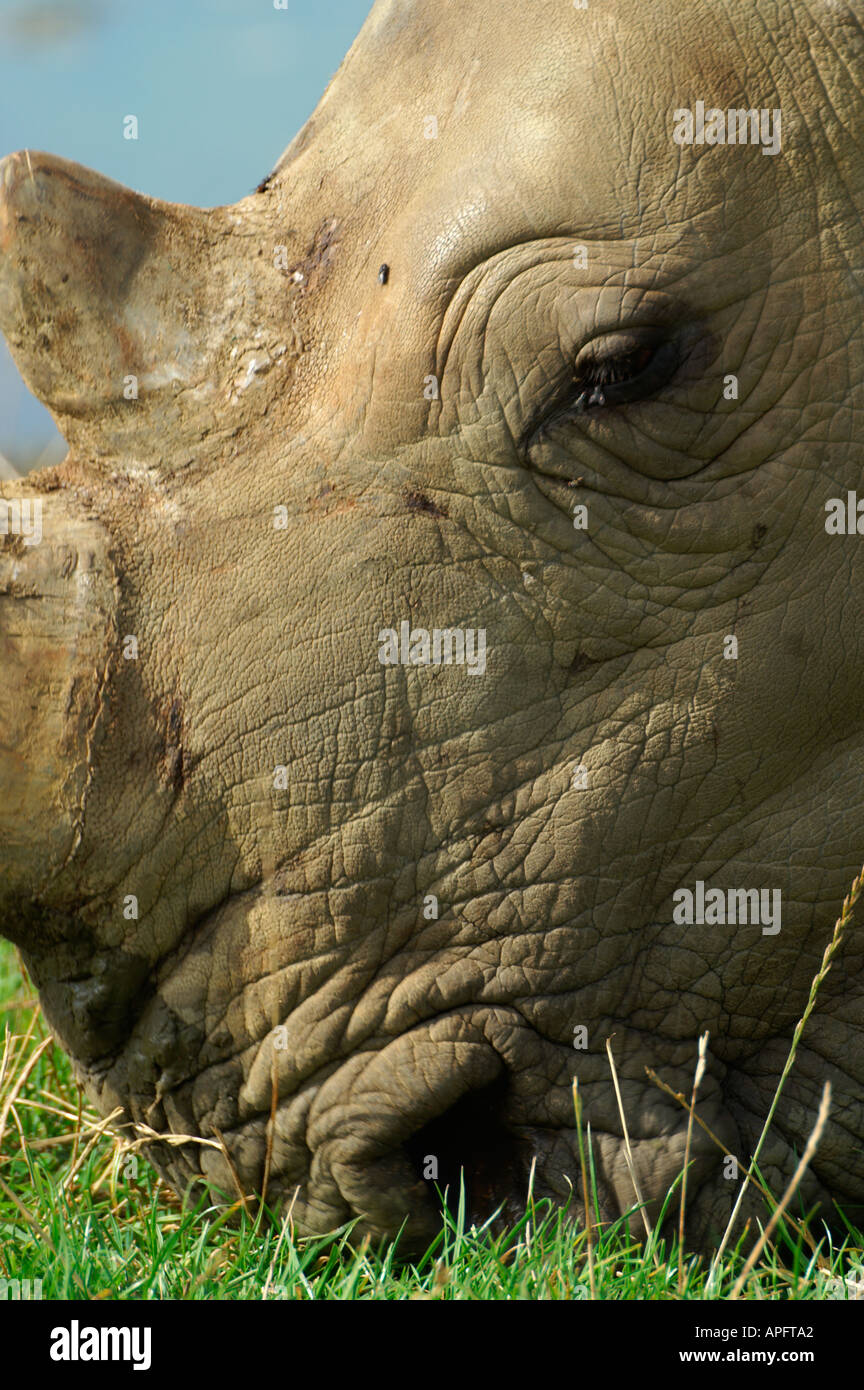 KONICA MINOLTA DYNAX 7D Stock Photo Alamy