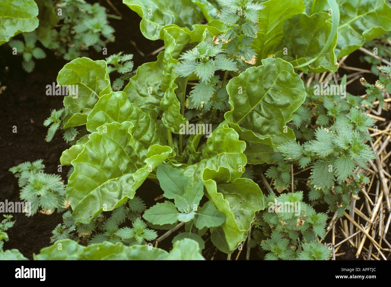 Small nettle Urtica urens annual weeds in a young sugar beet crop Stock Photo