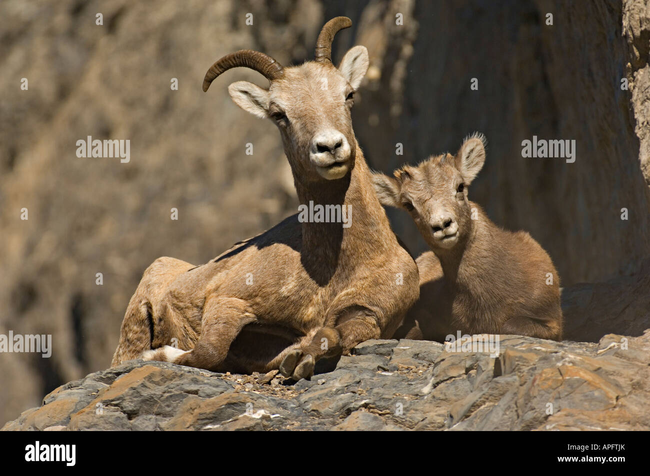 A mother and baby Bighorn Sheep Stock Photo