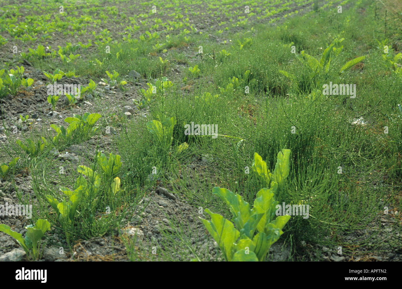 Common horsetail Equisetum arvense weeds in young sugar beet crop France Stock Photo
