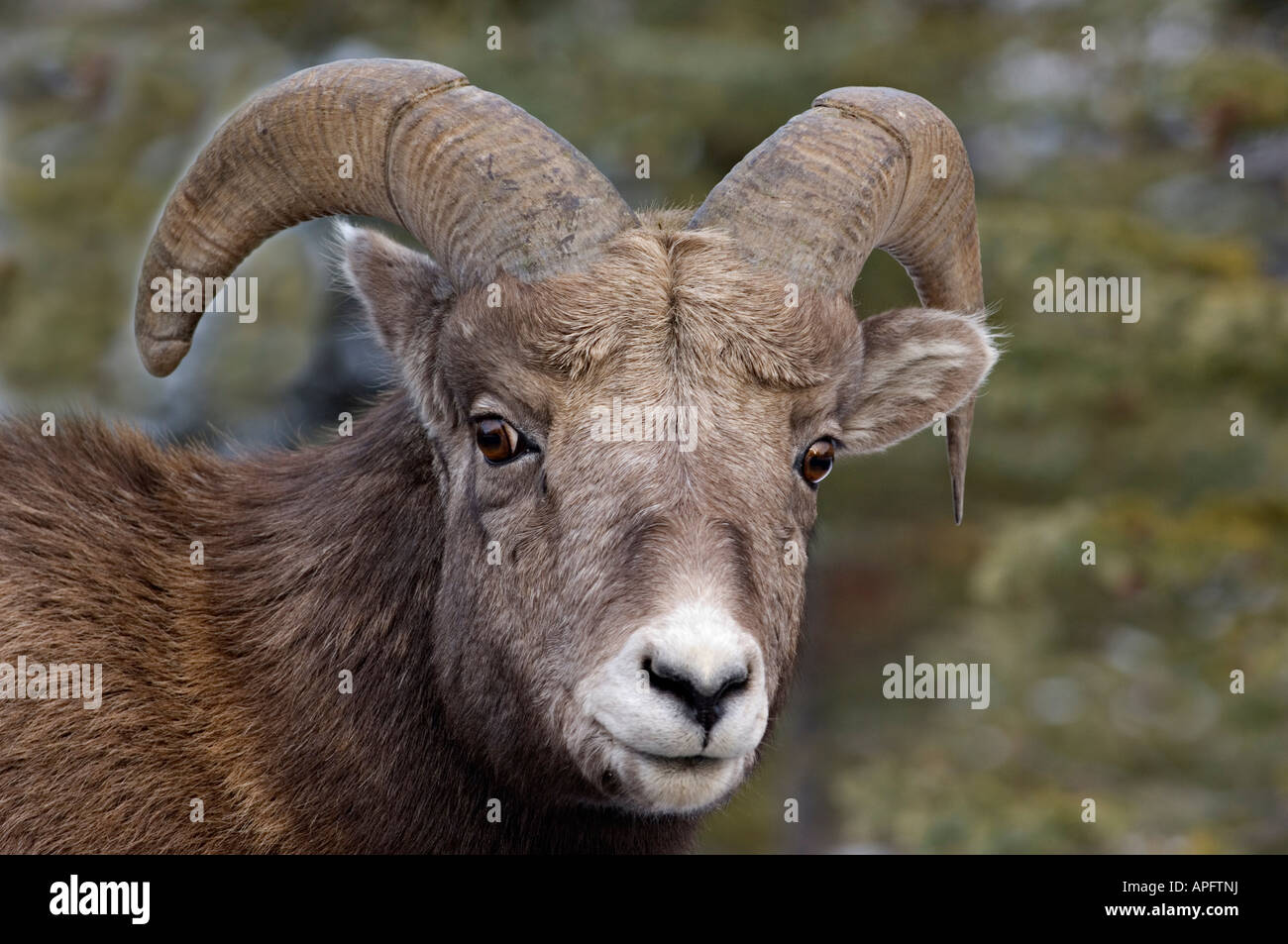 A juvenile Rocky Mountain Bighorn Sheep Stock Photo