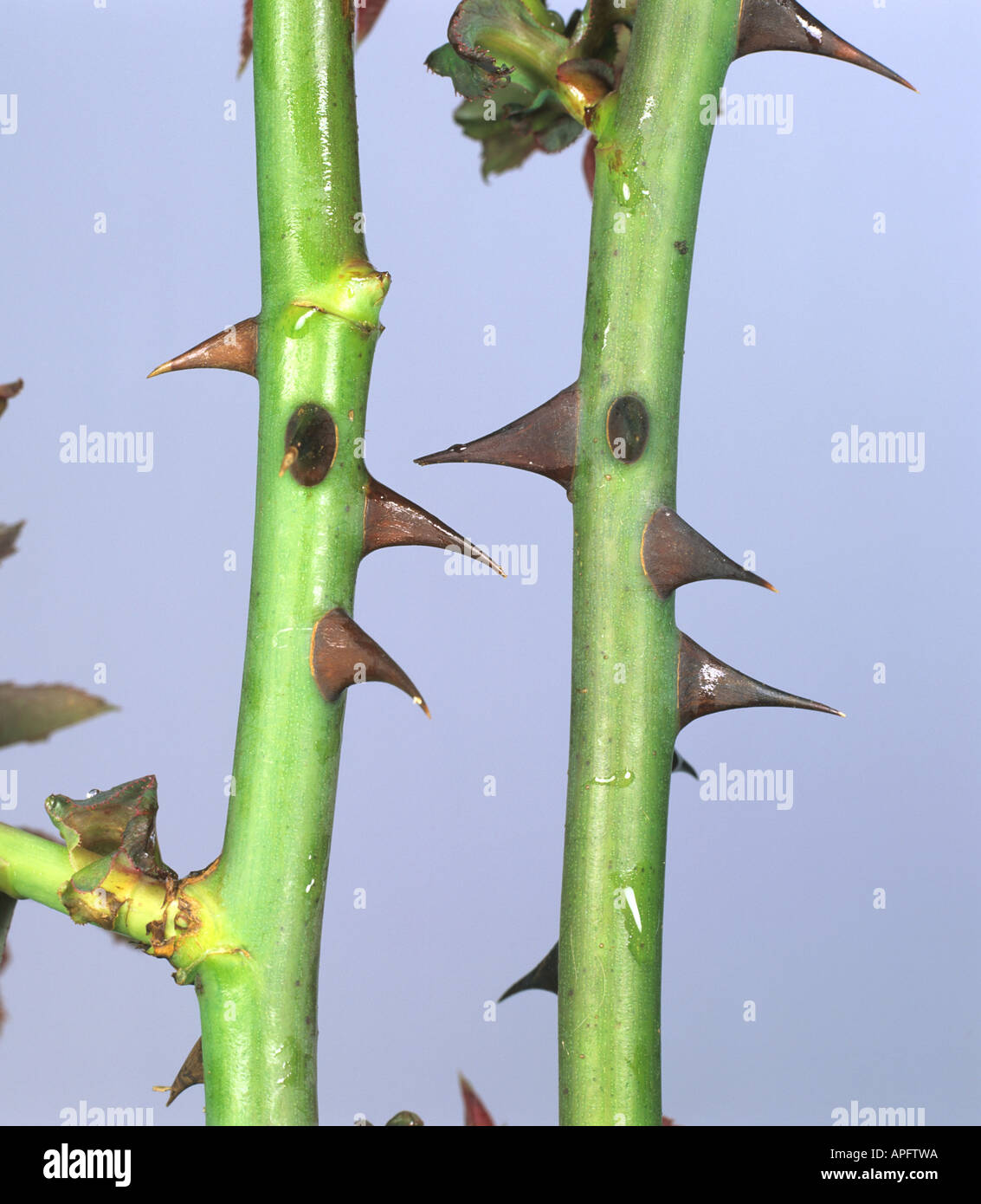 Thorns on the stem of a rose variety Albertine Stock Photo