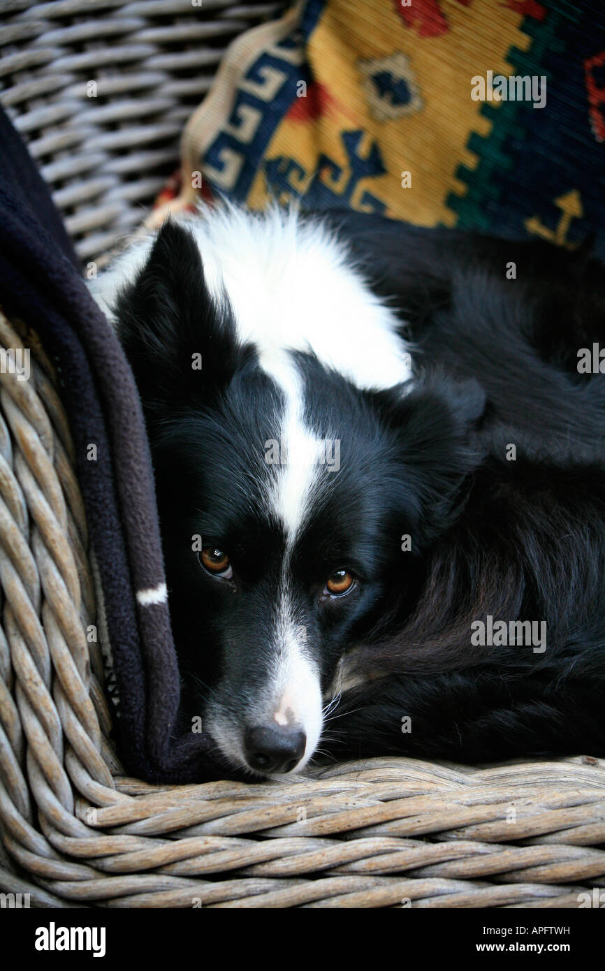 Border collie dog relaxes in household chair Stock Photo
