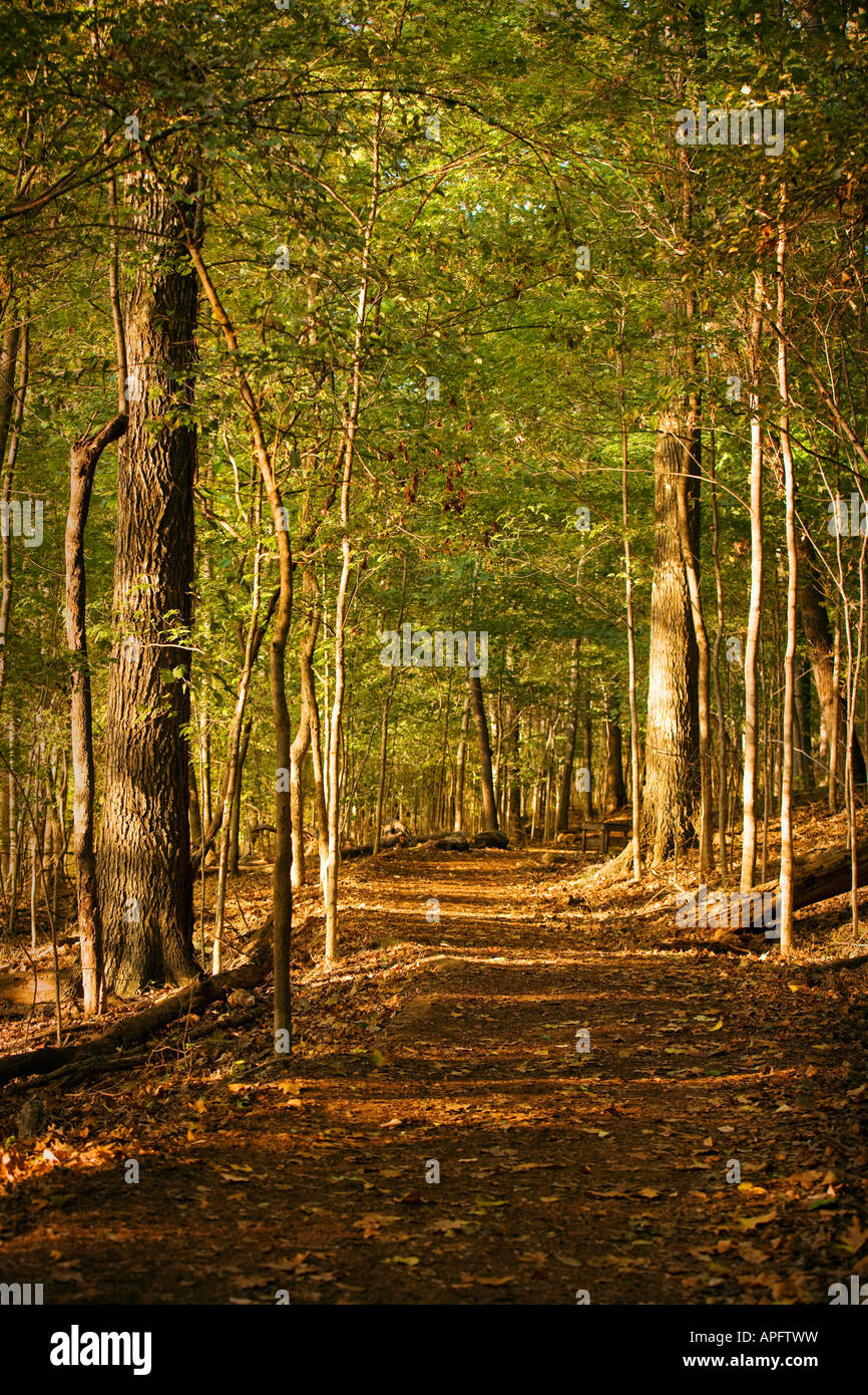 Woodlands paths hi-res stock photography and images - Alamy