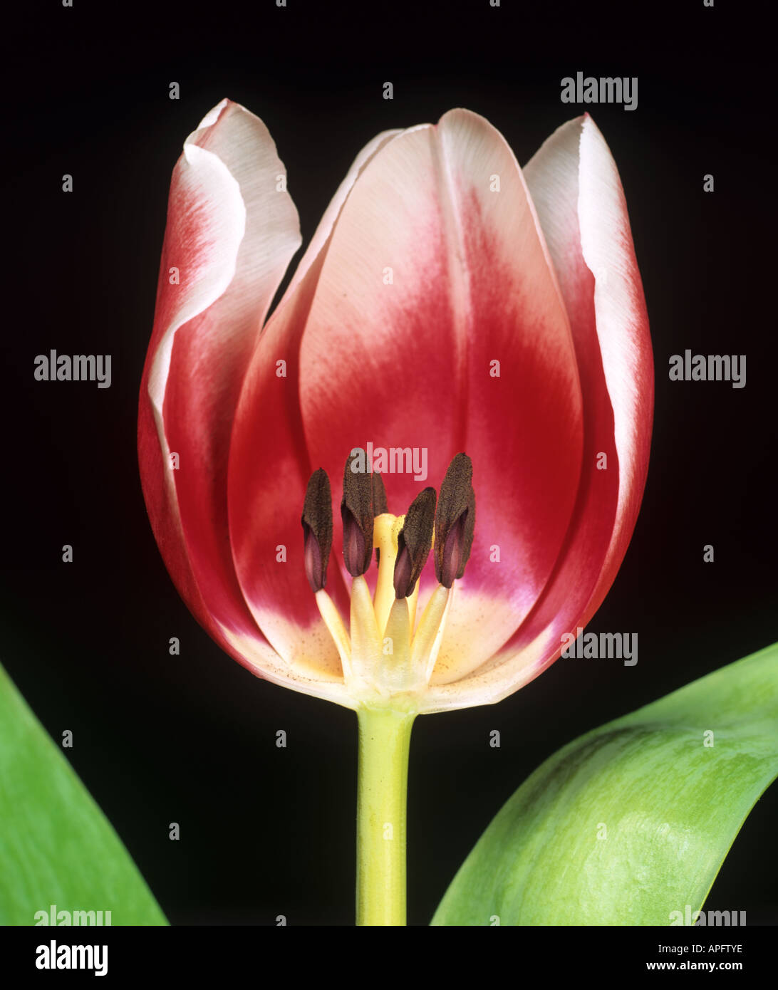Section through the flower of a tulip variety Lustige Witwe to show flower parts Stock Photo